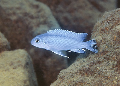 Chindongo socolofi 'Cobwe'